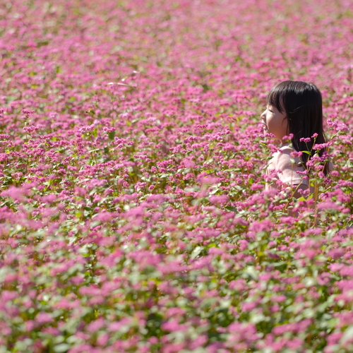 吉垣花園のオーガニックフラワーとは
